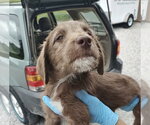 Small #1 Aussiedoodle