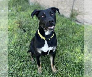 American Pit Bull Terrier-German Shepherd Dog Mix Dogs for adoption in Modesto, CA, USA