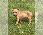 Baby Jake - Male Labrador Retriever-Unknown Mix Dog for Adoption - Small photo