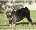 Puppy 4 English Bulldog