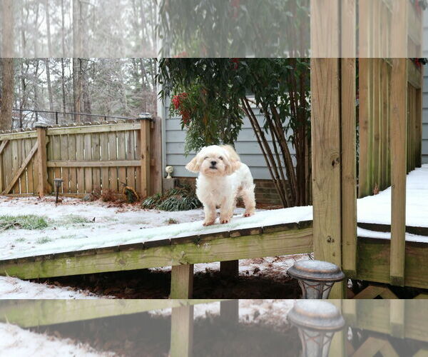 Medium Photo #6 Mal-Shi Puppy For Sale in Spring Lake, NC, USA