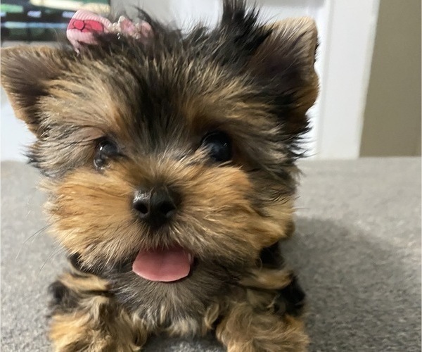 Medium Photo #1 Yorkshire Terrier Puppy For Sale in BETHLEHEM, GA, USA