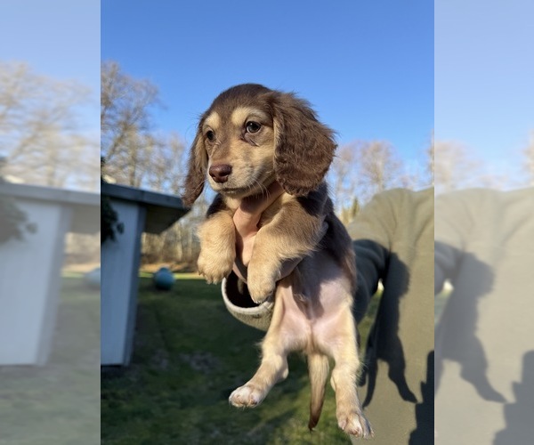 Medium Photo #5 Dachshund Puppy For Sale in MARYSVILLE, WA, USA
