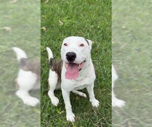 Staffordshire Bull Terrier Dogs for adoption in Sugar Land, TX, USA