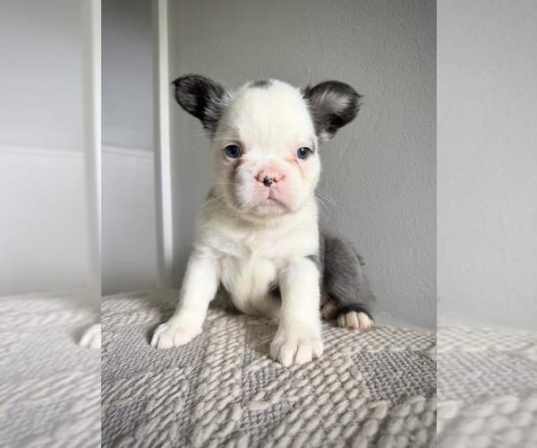 Medium Photo #1 French Bulldog Puppy For Sale in AVON, IN, USA