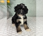 Small #1 Bernedoodle (Miniature)
