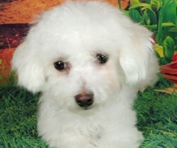 Medium Photo #1 Bichon Frise Puppy For Sale in WINSTON SALEM, NC, USA