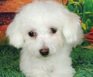 Bichon Frise Puppy for sale in WINSTON SALEM, NC, USA