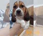 Small Photo #7 Basset Hound Puppy For Sale in CENTRALIA, WA, USA