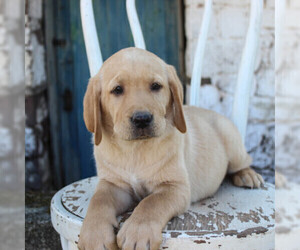 Labrador Retriever Puppy for sale in MOHNTON, PA, USA