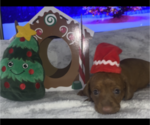 Small Photo #1 Dachshund Puppy For Sale in HOUSTON, TX, USA