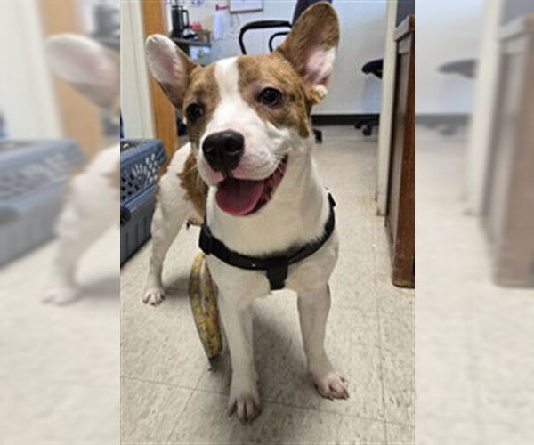 Medium Photo #1 Cardigan Welsh Corgi-French Bulldog Mix Puppy For Sale in Plano, TX, USA