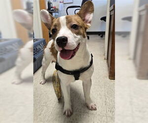 Cardigan Welsh Corgi-French Bulldog Mix Dogs for adoption in Plano, TX, USA