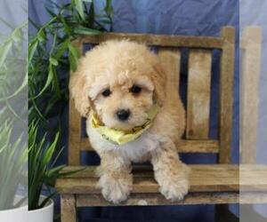 Poodle (Toy) Puppy for sale in ORO VALLEY, AZ, USA
