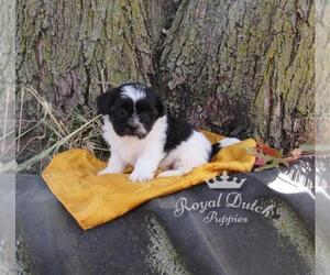 Zuchon Puppy for sale in LE MARS, IA, USA