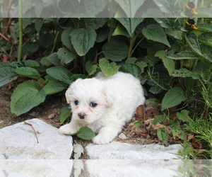 Zuchon Puppy for sale in BLOOMINGTON, IN, USA