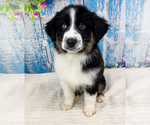 Small Photo #11 Australian Shepherd Puppy For Sale in UNIONVILLE, IA, USA