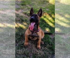 Medium Belgian Malinois