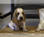 Puppy Miss Matty Basset Hound