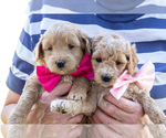 Small #2 Goldendoodle (Miniature)