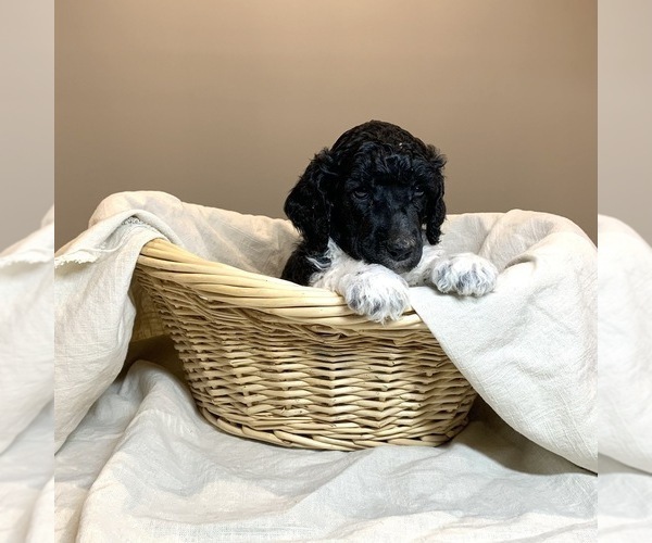 Medium Photo #1 Poodle (Standard) Puppy For Sale in STATHAM, GA, USA