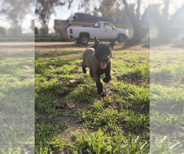 Medium Photo #21 Belgian Malinois Puppy For Sale in DIXON, CA, USA