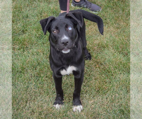 Medium Photo #5 Border Collie-Unknown Mix Puppy For Sale in Huntley, IL, USA