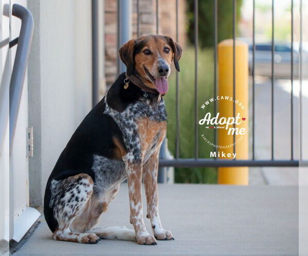 Medium Photo #18 Mutt Puppy For Sale in Salt Lake City, UT, USA