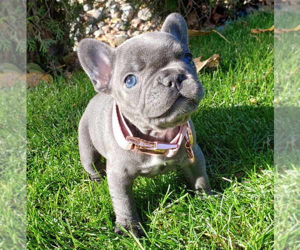Medium Photo #3 French Bulldog Puppy For Sale in MARYSVILLE, WA, USA