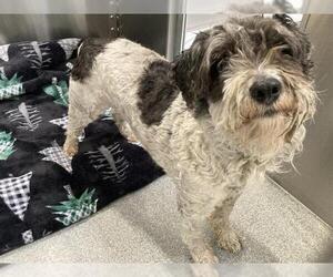 Miniature Schnauzer-Poodle (Miniature) Mix Dogs for adoption in Orange, CA, USA