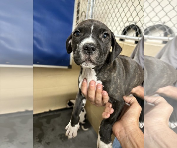 Medium Photo #3 American Staffordshire Terrier-Staffordshire Bull Terrier Mix Puppy For Sale in Holly Springs, NC, USA