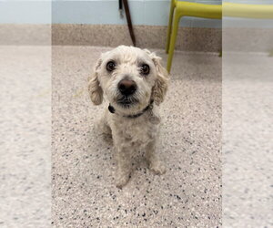 Poodle (Miniature) Dogs for adoption in Brighton, CO, USA