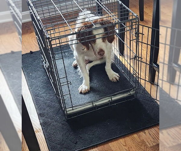 Medium Photo #6 Brittany Puppy For Sale in Curwensville, PA, USA