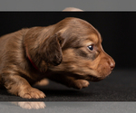 Small Photo #18 Dachshund Puppy For Sale in CROWLEY, TX, USA
