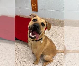 Mutt Dogs for adoption in Brighton, CO, USA