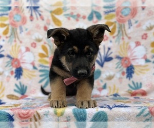 German Shepherd Dog Puppy for sale in LANCASTER, PA, USA