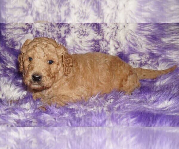 Medium Photo #4 Labradoodle mix (+ Poodle Standard) Puppy For Sale in LA HABRA, CA, USA