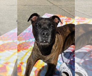 Boxer-Unknown Mix Dogs for adoption in South Bend, IN, USA