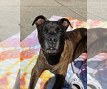 Small Boxer Mix