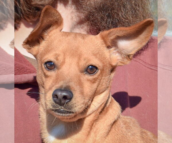 Medium Photo #1 Chihuahua Puppy For Sale in Huntley, IL, USA