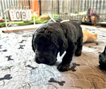 Small Photo #2 Labradoodle Puppy For Sale in HARRISONVILLE, MO, USA