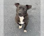 Small #1 American Staffordshire Terrier-Dachshund Mix