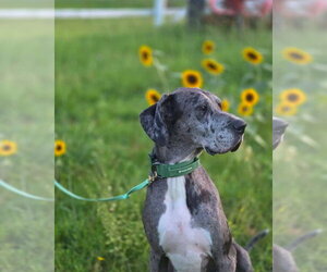 Peeta - Male Great Dane Dog for Adoption - Photo #11