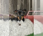 Small #1 Miniature Pinscher