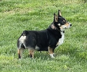 Father of the Pembroke Welsh Corgi puppies born on 02/26/2022