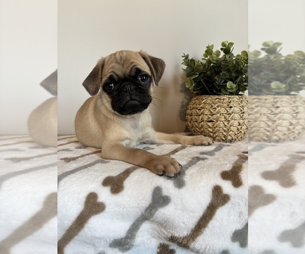 Medium Photo #6 Pug Puppy For Sale in INDIANAPOLIS, IN, USA