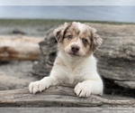 Small Photo #2 Border Collie Puppy For Sale in EVERETT, WA, USA