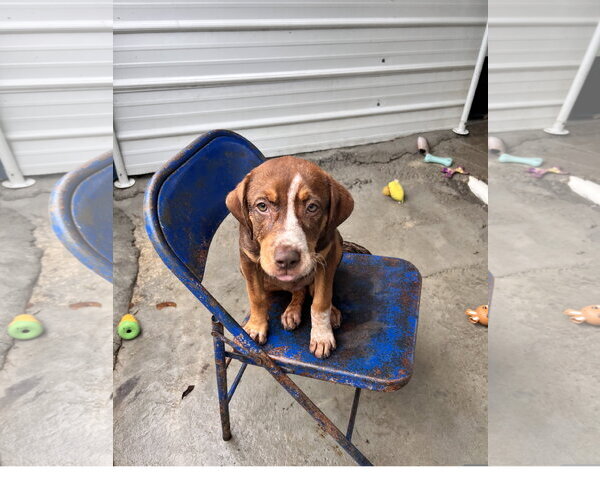 Medium Photo #2 Mountain Cur-Unknown Mix Puppy For Sale in Tracy City, TN, USA