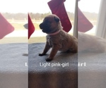 Puppy Light Pink Malinois