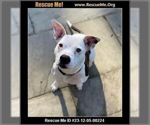 American Pit Bull Terrier-American Staffordshire Terrier Mix Dogs for adoption in Benton, PA, USA